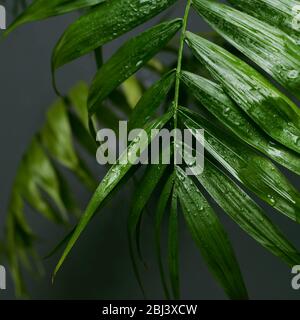 Tropische Palme auf grauem Hintergrund - weicher Fokus Stockfoto