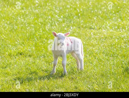 Ein einziges junges Lamm, das an einem sonnigen Frühlingstag in Fife, Schottland, auf Gras steht Stockfoto