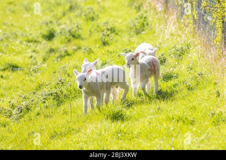 Eine Gruppe von vier jungen Lämmern im Frühjahr Stockfoto