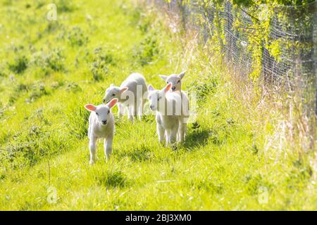 Eine Gruppe von vier jungen Lämmern im Frühjahr Stockfoto