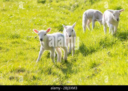 Eine Gruppe von vier jungen Lämmern im Frühjahr Stockfoto