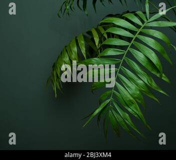 Tropische Palme auf grünem Hintergrund - weicher Fokus Stockfoto