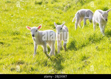 Eine Gruppe von vier jungen Lämmern im Frühjahr Stockfoto