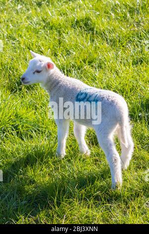 Junges Lamm auf dem Feld mit der Nummer 64 auf dem Rücken markiert Stockfoto
