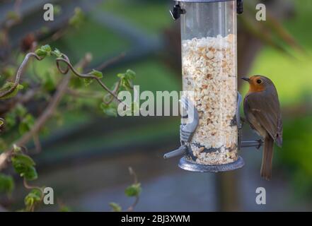 Ein einziger europäischer Rotkehlchen (Erithacus rubecula) auf einem Futterhäuschen voller Popcorn, Fife, Schottland. Stockfoto