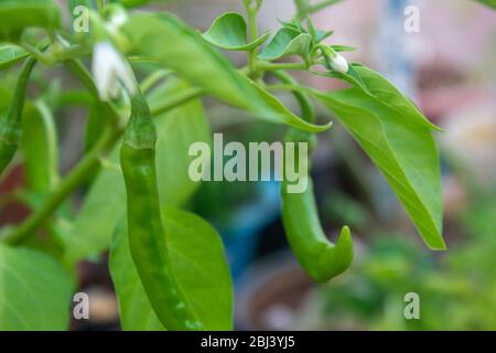 Grüne Chili Pfeffer Pflanze in einem Gemüsegarten und Ernte bereit Stockfoto