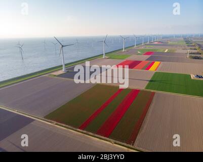 Drohne fliegt über Windmühlenfarm mit bunten Tulpenfeldern in den Noordoostpolder niederlande, Green Energy Windmühlenanlage auf See und zu Land Stockfoto
