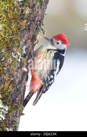 Cremenes, Castilla y Leon/Spanien; 27. Januar 2018. Mittelfleckspecht (Dendrocopos medius) in freier Wildbahn im Winter. Stockfoto