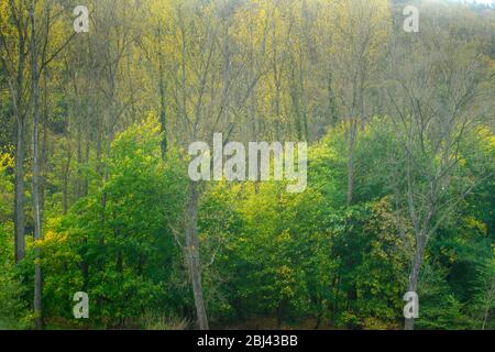 Mittelrhein landschaftlich reizvolle Kreuzfahrt- Flussufer Bäume, in der Nähe von Hirzenach, Rheinland-Pfalz, Deutschland Stockfoto