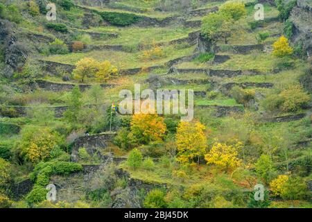 Mittelrheinische Panoramaffahrt- Reihenhänge, St. Goar, Rheinland-Pfalz, Deutschland Stockfoto