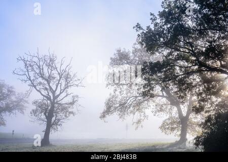 Bäume Silhouette in der nebligen Morgen. Stockfoto