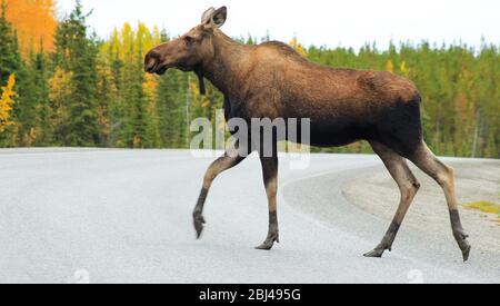 Ein Elch überquert den Alaska Highway in der Nähe des Muncho Lake in British Columbia, Kanada. Stockfoto