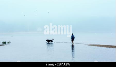 Wanderhund bei Ebbe am Cape Cod in Massachusetts. Stockfoto