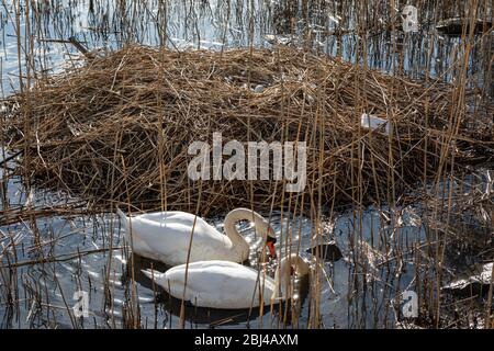 Kob und Kugelschwan (Cygnus olor) essen neben einem Nest aus Schilf und Stöcken, die Eier im Tokoinranta Park in Helsinki, Finnland, freilegen Stockfoto