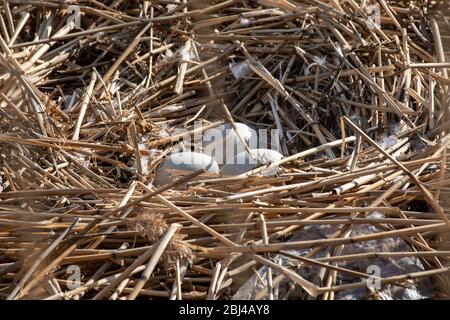 Drei Eier in stummer Schwan (Cygnus olor) Nest aus Schilf und Stöcken Stockfoto