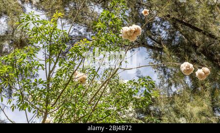 Äste mit ihren grünen Blättern des Kapok-Baumes mit dem baumwollartigen Flusen und ihren Samenschoten neben den Ästen einer Kiefer Stockfoto