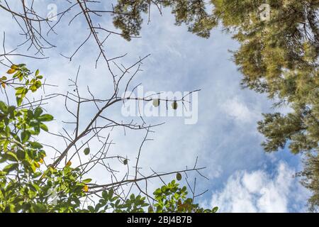 Äste mit und ohne Blätter des Kapok-Baumes mit seinen Samenschoten und die Äste einer Kiefer mit blauem Himmel im Hintergrund Stockfoto