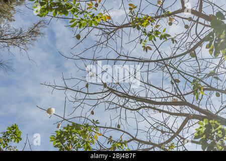 Äste mit und ohne Blätter des Kapok-Baumes mit Baumwollflocken und seinen Samenschoten mit blauem Himmel im Hintergrund an einem winterlichen Sonnentag Stockfoto