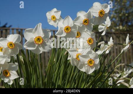 Weiße & gelbe Narzissen mit einem blauen Himmel Hintergrund in Der Frühling Stockfoto