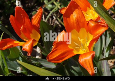 Nahaufnahme von Orangen-Lilien im Blumenbeet Stockfoto