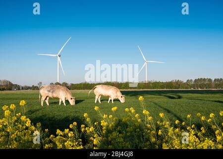 Fleischkühe in holländischer Frühlingswiese, die sich im Kanal hinter gelben Rapsblüten mit Windturbinen im Hintergrund unter blauem Himmel spiegeln Stockfoto