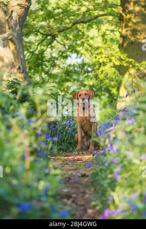 Ein warnender und glücklicher Hund Fox Red Labrador Retriever Hund sitzt gehorsam in einem bluebell Holz während eines Hundespaziergangs mit Kopierraum Stockfoto