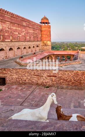 Ziegen in Fatehpur Sikri, ehemalige Hauptstadt des Mogulreiches und UNESCO-Weltkulturerbe in Agra, Uttar Pradesh, Indien Stockfoto