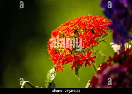 Einen bunten Strauß von hellen Frühling Blumen verschiedener Arten, close-up Stockfoto