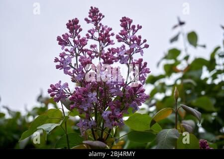 Syringa lilac ist eine Gattung von 12 derzeit 1 Arten von blühenden Gehölzen in der Olive Familie Oleaceae anerkannt Stockfoto