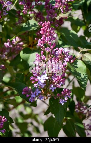 Syringa lilac ist eine Gattung von 12 derzeit 1 Arten von blühenden Gehölzen in der Olive Familie Oleaceae anerkannt Stockfoto