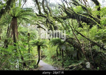 Schöner Regenwald nahe dem Franz Josef Gletscher mit einem spannenden Wanderweg durch bewachsene Wälder. Stockfoto