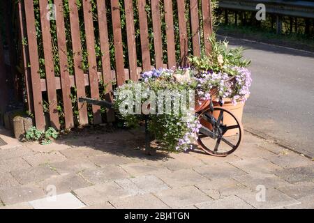 Blumen in einer alten roten Schubkarre aus Eisen. Stockfoto