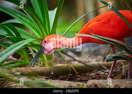 Scharlachrote Ibis-Vogelschreck (Eudocimus ruber) Stockfoto