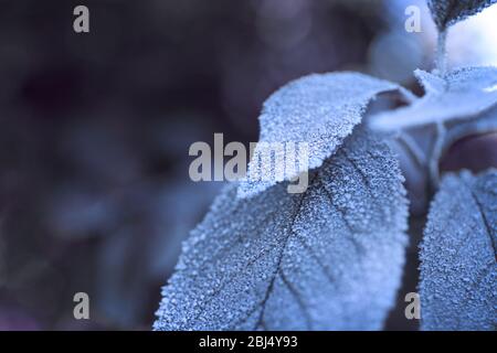 Gefrorene Herbstblätter auf blauem Hintergrund Stockfoto