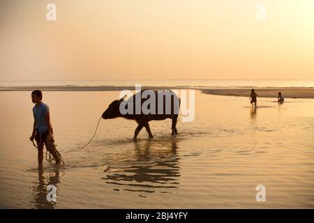 Jungs führen einen Büffel vom Meer bei Sonnenuntergang auf der Insel Koh Samui in Thailand zurück an Land. Stockfoto