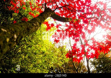 Herbst Ahornblätter in den Cotswolds. Stockfoto