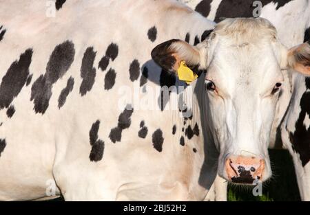 Nahaufnahme der weißen Kuh mit schwarzen Flecken im Morgenlicht Stockfoto