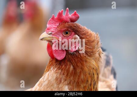 Hühnchen auf dem Bauernhof, Geflügel Konzept. Braunes Henne-Porträt Stockfoto