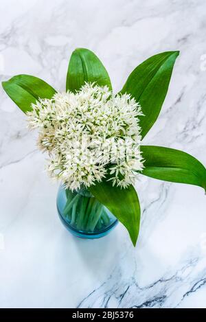Bärlauch-Blüten (Allium ursinum) in einer Vase Stockfoto
