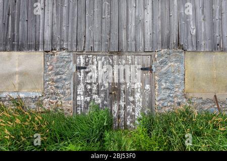 Verwitterte weiße Tür, die in der Steinmauer einer verlassenen Scheune, die von der Natur überholt wird gesetzt ist. Stockfoto