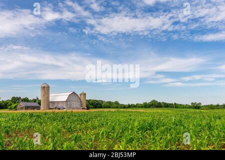 Weiße Scheune, Silos und Schuppen in einem Feld von grünem Mais und unter einem blauen Himmel mit Kopierraum, wenn nötig. Traditionelle ländliche Szene. Stockfoto