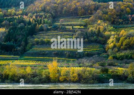 Herbst in der Wachau - Weingärten entlang der Donau, Wachau, Willendorf, Niederösterreich, Österreich Stockfoto