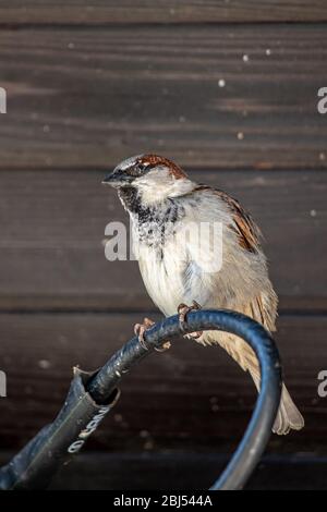 Der Spatz sitzt auf einem elektrischen Kabel Stockfoto