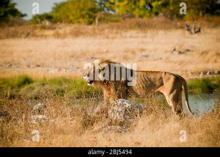 Hungriger afrikanischer männlicher Löwe, fotografiert in Grasland in der Nähe eines Wasserlochs im Etosha Nature Reserve, Namibia, Afrika. Querformat. Stockfoto