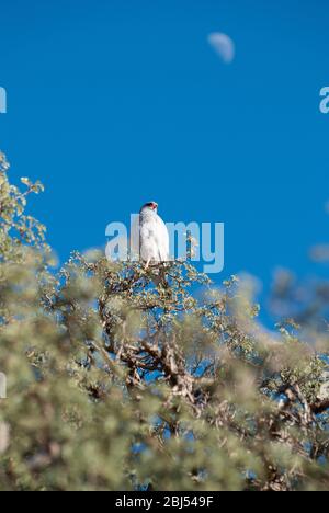 Ein einziger blasser Habicht, der auf den oberen Ästen eines Baumes in Namibia, Südafrika, sitzt und am Himmel den Mond sieht. Stockfoto