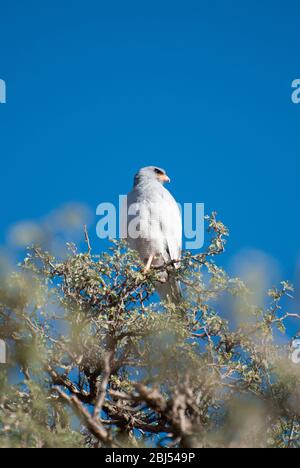 Ein einzelner blasssingender Gosawk (Raubvogel), der auf den oberen Ästen eines Baumes in Namibia im südlichen Afrika sitzt. Stockfoto