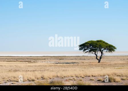 Einzelne Akazienbäume auf der afrikanischen Savanne in der Nähe von Fisher's Pan im Etosha-Nationalpark, Namibia. Stockfoto