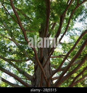 Ein Metasequoia oder Dawn Redwood, in Edwards Gardens, North York, Toronto, Ontario, Kanada Stockfoto