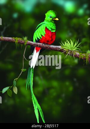 Quetzal - Pharomachrus mocinno Männchen - Vogel in der Trogonfamilie. Es wird von Chiapas, Mexiko bis zum westlichen Panama gefunden. Es ist bekannt für seine bunten. Stockfoto