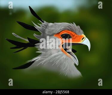 Schöne Sekretärin Vogel Kopf Porträt Nahaufnahme, Vogel sitzt auf dem Zweig African Forest, Soysambu Estate off Mbaruk Road, Kenia. Stockfoto